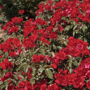 La Roseraie du Vaucluse_Rosiers buissons grandes fleurs_LA SEVILLANA_Plus Meishitai