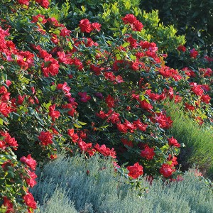 La Roseraie du Vaucluse_Rosiers buissons polyanthas_KNOCK OUT_Radrazz