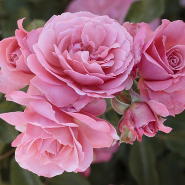 La Roseraie du Vaucluse_Rosiers Buissons Fleurs Groupées_BOTTICELLI_MEISYLPHO