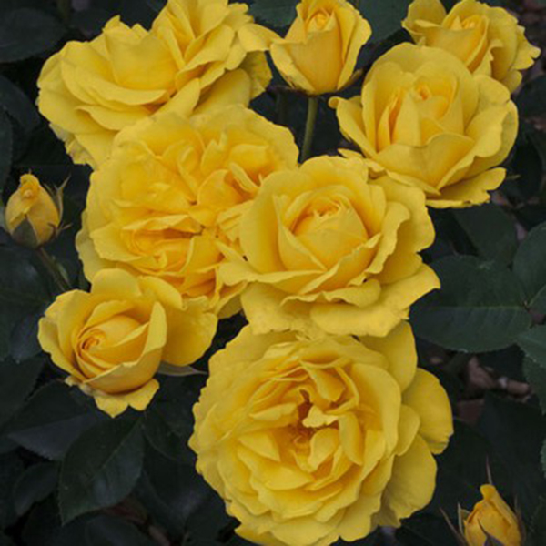 La Roseraie du Vaucluse_Rosiers Buissons Fleurs Groupées_CARTE D’OR_MEIDRESIA