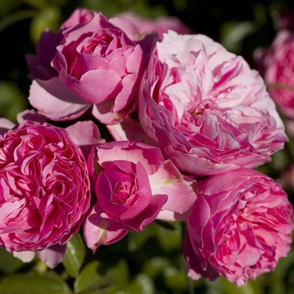 La Roseraie du Vaucluse_Rosiers Buissons Fleurs Groupées_LEONARDO DA VINCI_MEIDEAURI