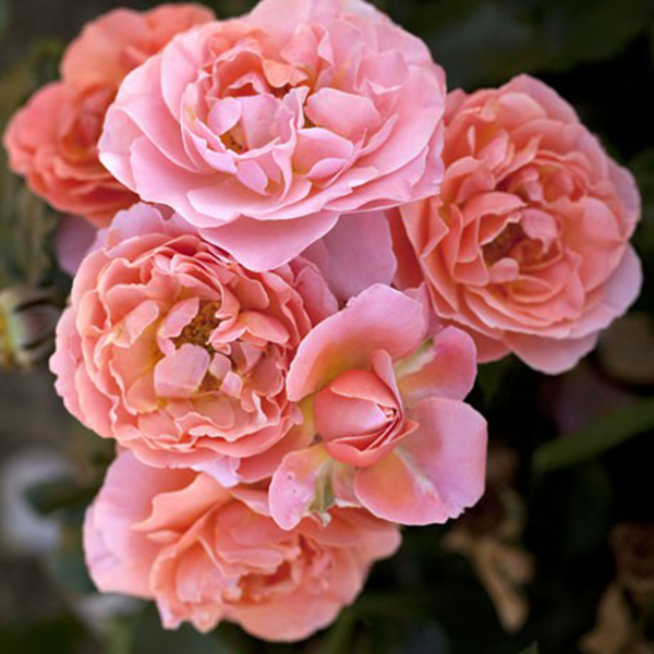 La Roseraie du Vaucluse_Rosiers Buissons Fleurs Groupées_MARIE CURIE_MEILOMIT