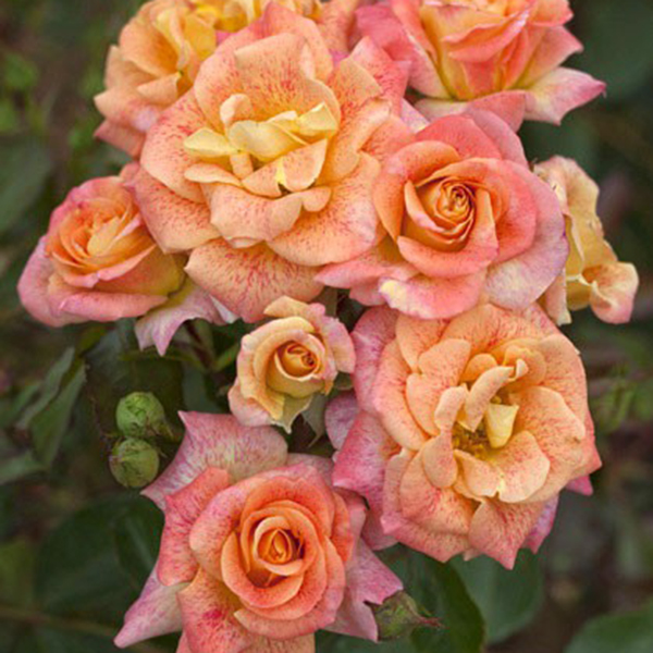 La Roseraie du Vaucluse_Rosiers Buissons Fleurs Groupées_MICHEL SERRAULT_MEIPICOTY