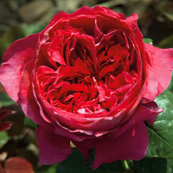 La Roseraie du Vaucluse_Rosiers Buissons Grandes Fleurs_ALAIN SOUCHON_MEIKAROUZ