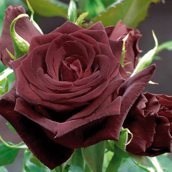 La Roseraie du Vaucluse_Rosiers Buissons Grandes Fleurs_BLACK BACCAR_MEIDEBENNE