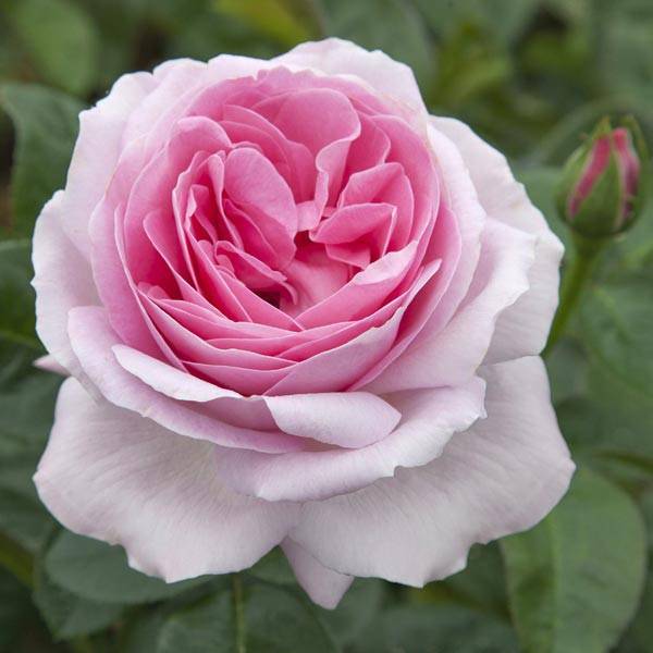 La Roseraie du Vaucluse_Rosiers Buissons Grandes Fleurs_PINK EUREKA_MEIAGADOU