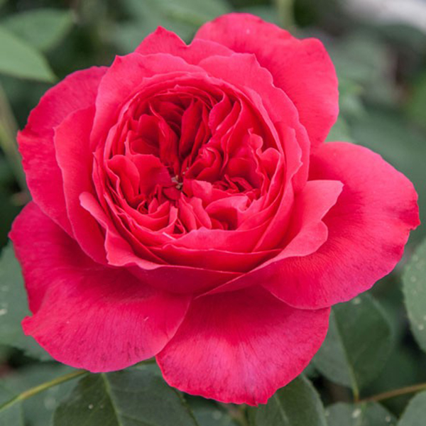 La Roseraie du Vaucluse_Rosiers Buissons Grandes Fleurs_RUBAN ROUGE_MEIPREHMYR