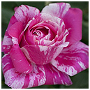rose Pierre Cardin